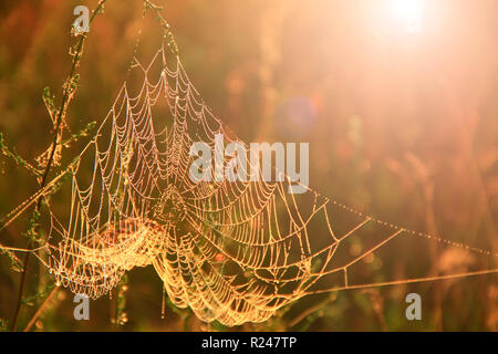 Big cowweb tra lame in campo nella luce del sole all'alba. La ragnatela nel campo estivo in raggi del sole all'alba. Campo estivo all'alba. Gocce di rugiada su gras Foto Stock