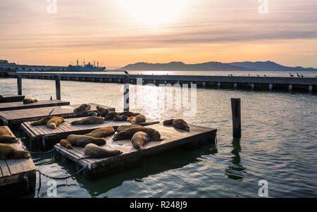 I leoni di mare sul Molo 39 in Fishermans Wharf di San Francisco, California, Stati Uniti d'America, America del Nord Foto Stock