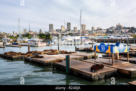 I leoni di mare sul Molo 39 in Fishermans Wharf di San Francisco, California, Stati Uniti d'America, America del Nord Foto Stock