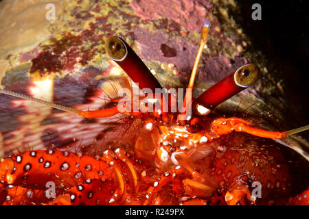 White-spotted granchio eremita macchiato o granchio eremita (Dardano megistos), levetta occhi, dettaglio, Papua Nuova Guinea Foto Stock