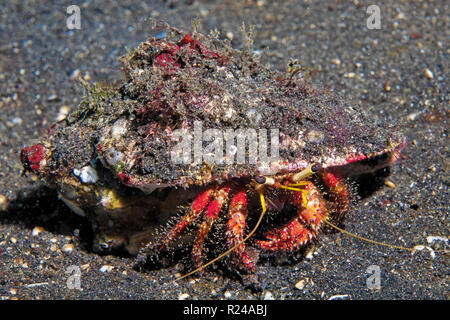 Hairy rosso granchio eremita (Dardano lagopodes), a Sulawesi, Indonesia Foto Stock