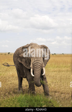 Unico e completamente cresciuta con elefante zanne, il Masai Mara riserva nazionale, Kenya, Africa orientale, Africa Foto Stock