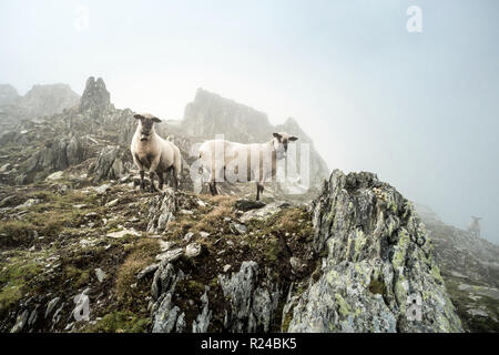 Pecore nella nebbia su un picco di montagna nella Berner Alpi, Svizzera Foto Stock