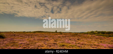 Campo di fioritura heather sulla testa Hengistbury, vicino a Christchurch, Dorset, Regno Unito Foto Stock