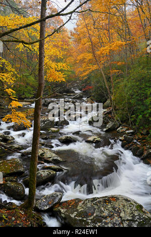Il Cascades e una piccola cascata nel polo centrale della Litttle Pigeon River a Great Smoky Mountains National Park, TN USA Foto Stock