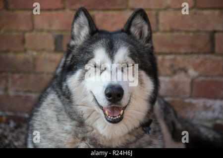 Croce husky malamute seduti fuori in un cortile in attesa di andare a fare una passeggiata, lupo colorato rivolto verso la telecamera Foto Stock