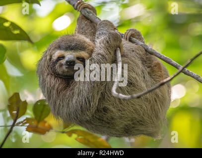 Bradipo in Costa Rica Foto Stock