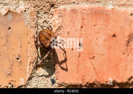 Croce spider seduto su un muro di mattoni (Araneus diadematus) Foto Stock