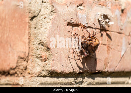 Croce spider seduto su un muro di mattoni (Araneus diadematus) Foto Stock