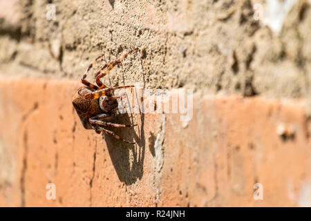 Diadem spider seduto su un muro di mattoni (Araneus diadematus) Foto Stock