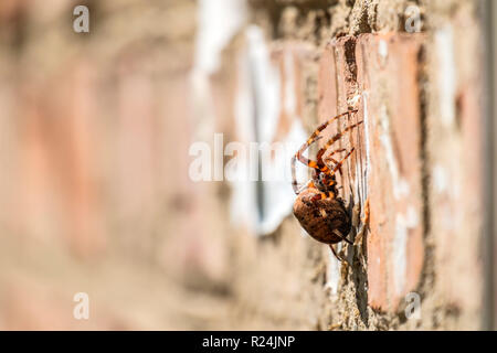 Diadem spider seduto su un muro di mattoni (Araneus diadematus) Foto Stock