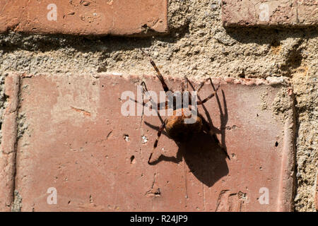 Giardino europeo spider seduto su un muro di mattoni (Araneus diadematus) Foto Stock