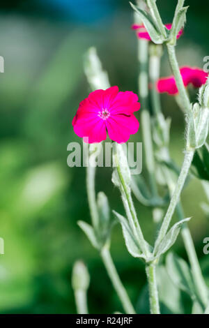 Fiore della sanguinosa William (Silene coronaria) Foto Stock