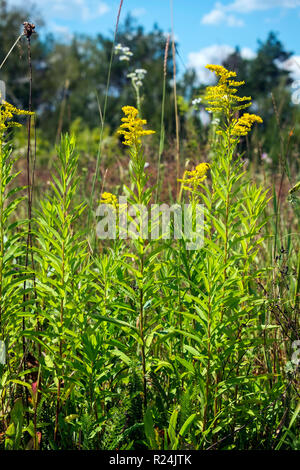 Le erbe del Canada in oro (Solidago altissima) Foto Stock