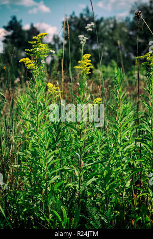 Le erbe del Canada in oro (Solidago altissima) Foto Stock