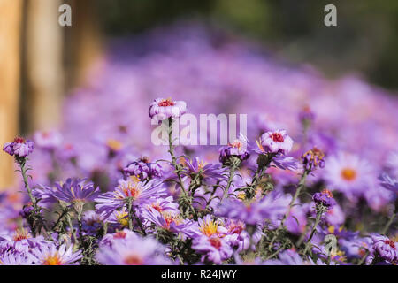 Viola New York aster. Daisy-come i fiori con centri d'oro (Symphyotrichum novi-belgii) Foto Stock