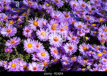 Viola New York aster. Daisy-come i fiori con centri d'oro (Symphyotrichum novi-belgii) Foto Stock