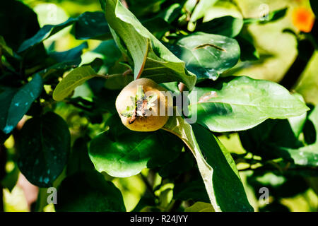 La maturazione dei frutti di mela cotogna (Cydonia oblonga) Foto Stock