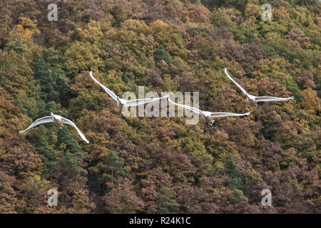 Cigni volare sopra le Kellerwald-Edersee Parco Nazionale. Foto Stock