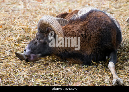 Muflone maschio rode la sua gamba (Ovis orientalis musimon) Foto Stock