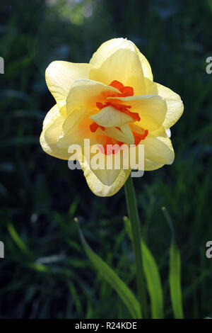 Doppia fioritura Daffodil, Narcisi Tahiti Foto Stock