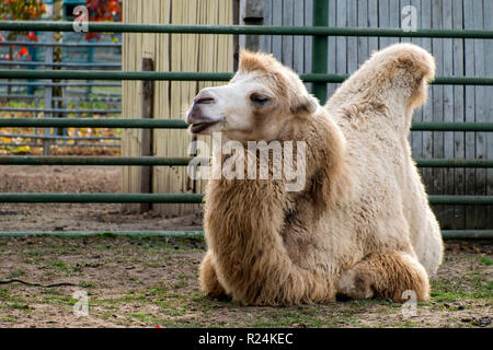 White Bactrian camel in appoggio sul terreno (Camelus bactrianus) Foto Stock