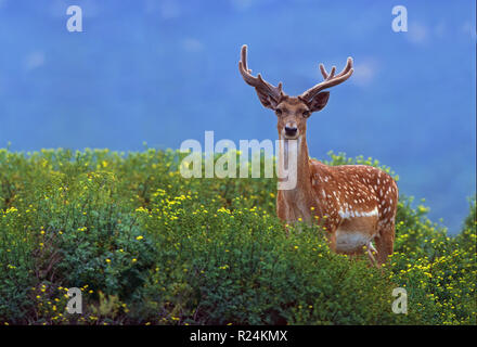 Maschio (mesopotamiche persiano) Daini (Dama Dama Mesopotamica) fotografato in Israele, Monte Carmelo Foto Stock