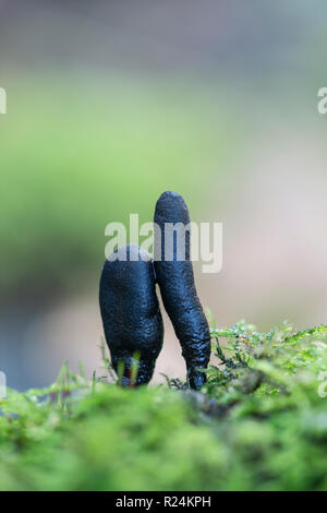 Dead Moll le dita fungo: Xylaria longipes. Sussex, Regno Unito. Foto Stock