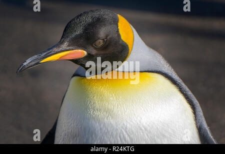 Pinguino reale dello Zoo di Calgary Alberta Canada Foto Stock