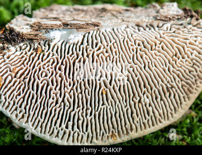 Oak Mazegill fungo: Daedalea quercina. La parte inferiore mostra labirinto-come le branchie. Foto Stock