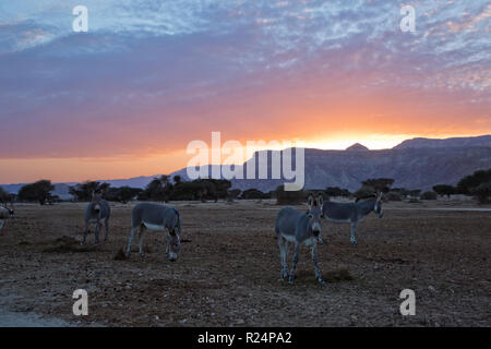 African Asino selvatico (Equus africanus) Foto Stock