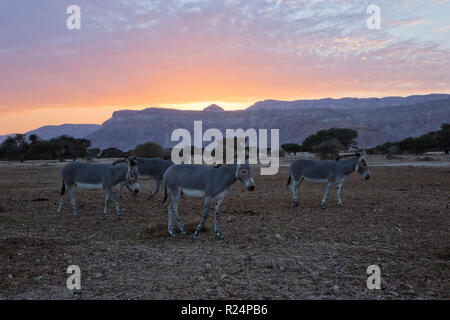 African Asino selvatico (Equus africanus) Foto Stock