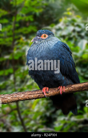 Madagascan piccione blu (Alectroenas madagascariensis / Columba madagascariensis) endemica del Madagascar, Africa Foto Stock