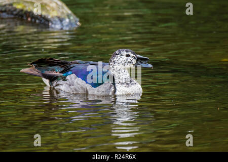 Manopola di maschi di anatra fatturati / pettine africana anatra (Sarkidiornis melanotos), nativo di Africa e Madagascar e Asia del sud Foto Stock