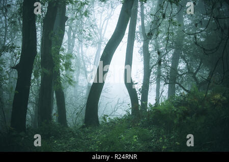 Una scura foresta spooky con alberi stagliano su un nebbioso giorno di autunno Foto Stock