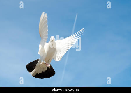 Colomba vola nel cielo Foto Stock