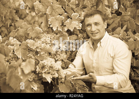 Giovani sorridenti vignaiolo controllo uva da vino e foglie in giorno di estate Foto Stock