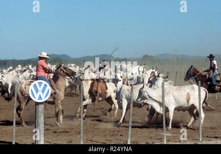 Gauchos a cavallo guidare il bestiame nella parte anteriore di un corral (corral), davanti a un post di vimini e il logo VW. Registrazione (attorno al 1978). VW do Brasil, un 80% sussidiaria tedesco del gruppo VW, è stato operativo allevamento del bestiame su 140.000 ettari di azienda agricola nel sud-est dello stato del Para dal 1974. Dal bestiame Nelore, dopo la poppata, corned beef, carni congelate e estratto di carne per l'esportazione nella CE, gli USA e il Medio Oriente. | Utilizzo di tutto il mondo Foto Stock