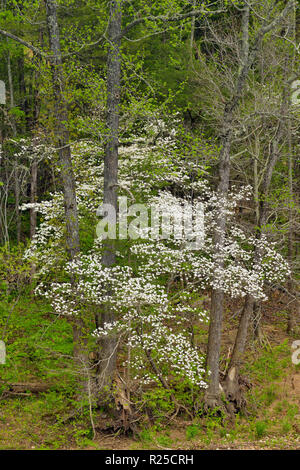 Foresta di primavera lungo la riva del fiume di Buffalo, Buffalo National River, Arkansas, STATI UNITI D'AMERICA Foto Stock