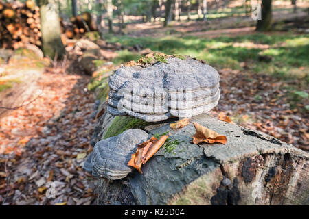 Spugna tinder su deadwood nella foresta Foto Stock