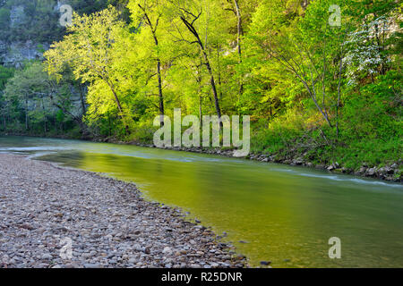 Il fogliame di primavera si riflette nella Buffalo River a Pruitt atterraggio, Buffalo National River, Arkansas, STATI UNITI D'AMERICA Foto Stock