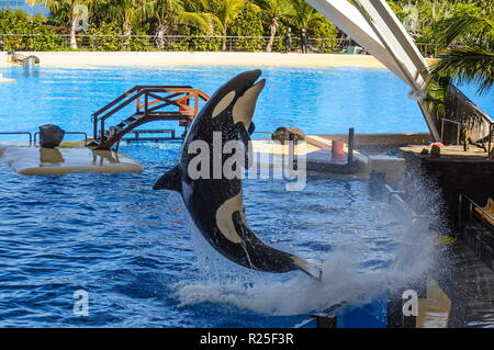 Killer Whale, grampus, Orcinus orca jumping dall'acqua in oceanarium, Tenerife, Isole Canarie. Foto Stock