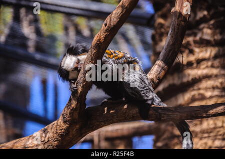 Titi, tamarin scimmia nella Loro Parque, Tenerife, Isole Canarie Foto Stock