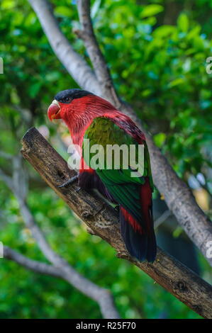 Rosso verde luminoso del pappagallo in Puerto de la Cruz, Santa Cruz de Tenerife, Tenerife, Isole Canarie. Foto Stock