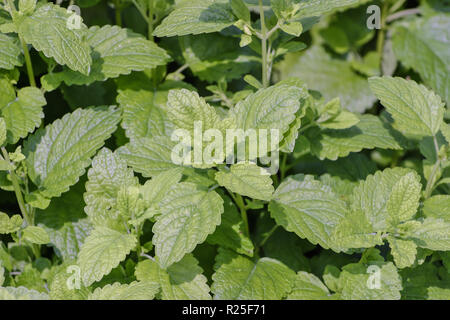 Melissa, limone, erbe Melissa officinalis, in Baviera, Germania, Europa Foto Stock