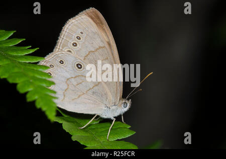 Appalachian Brown, Lete appalachia Foto Stock