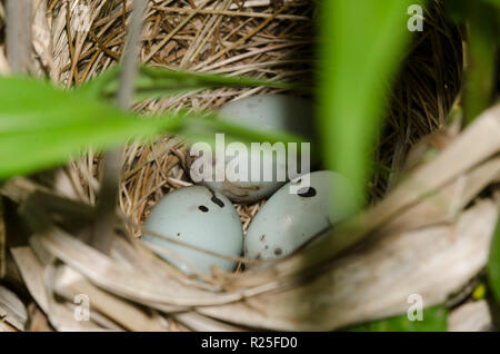 Rosso-winged Blackbird, Agelaius phoeniceus, nido con uova Foto Stock