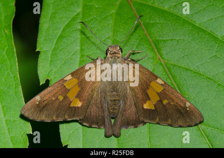 Argento-spotted Skipper, Epargyreus clarus Foto Stock