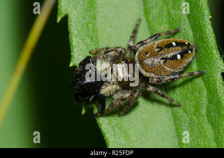 Jumping Spider, Phidippus clarus, con spider preda Foto Stock