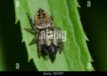 Jumping Spider, Phidippus clarus, con spider preda Foto Stock